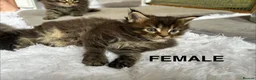 Maine Coon cats for sale: TICA Pedigree Champion Line Maine Coon babies  - Advert 5
