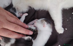 British Shorthair cats for sale: Kittens  - Image 1