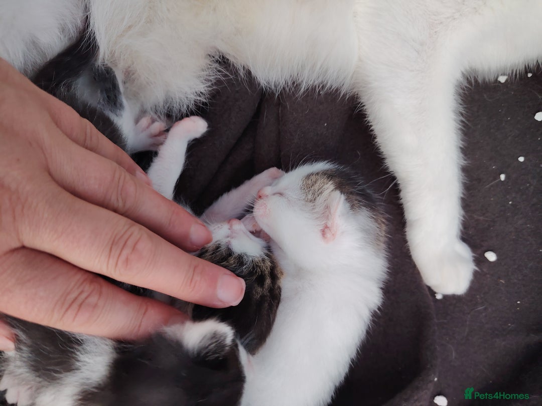 British Shorthair cats for sale: Kittens  - Image 1
