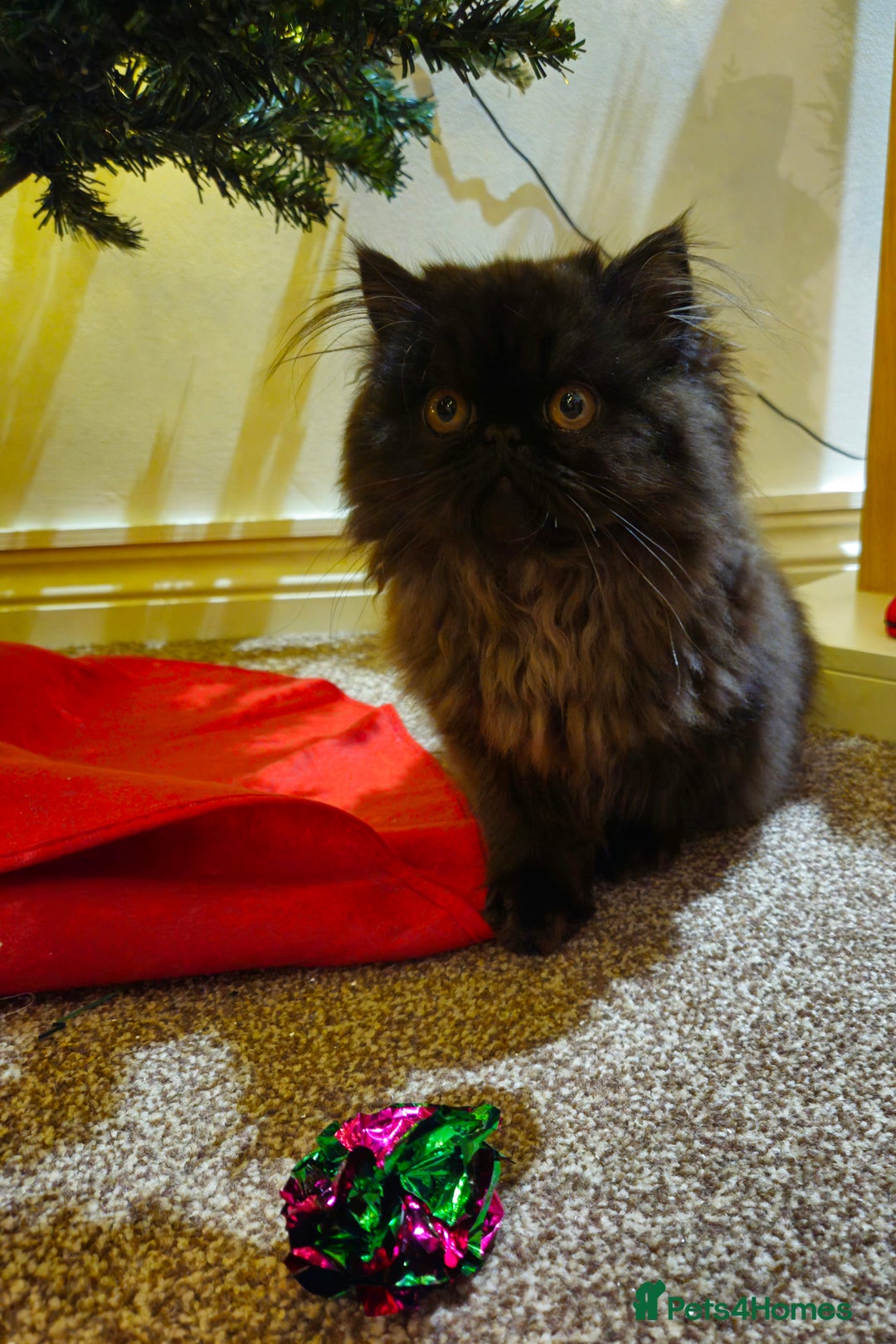 Persian cats for sale: Stunning Persian girl  - Advert 17