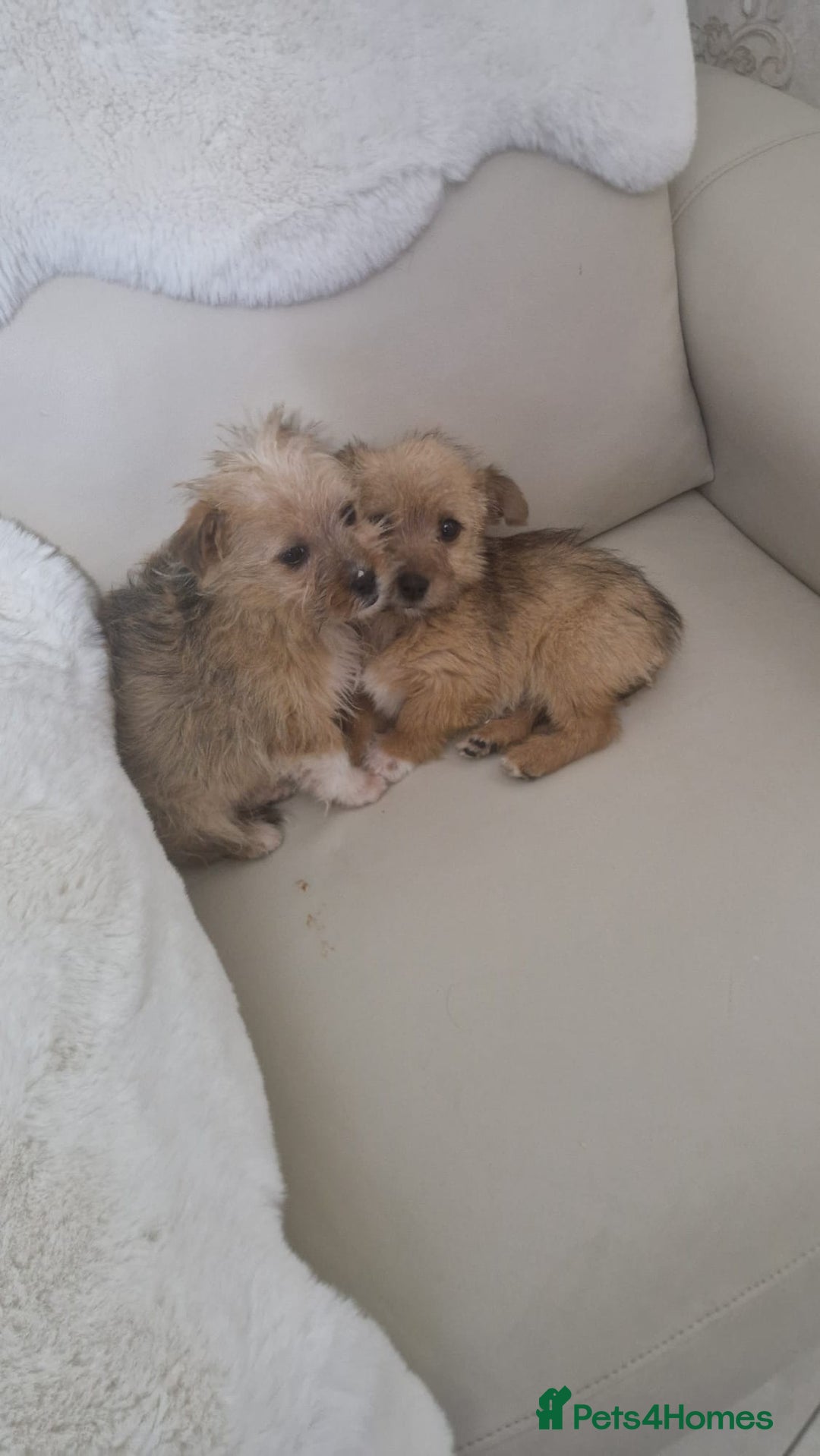 Yorkshire Terrier dogs for sale: Yorkshire terrier puppies - Advert 8