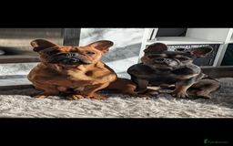 French Bulldog dogs for sale: Stunning Red fawn black & tan KC reg frenchie pups - Image 7