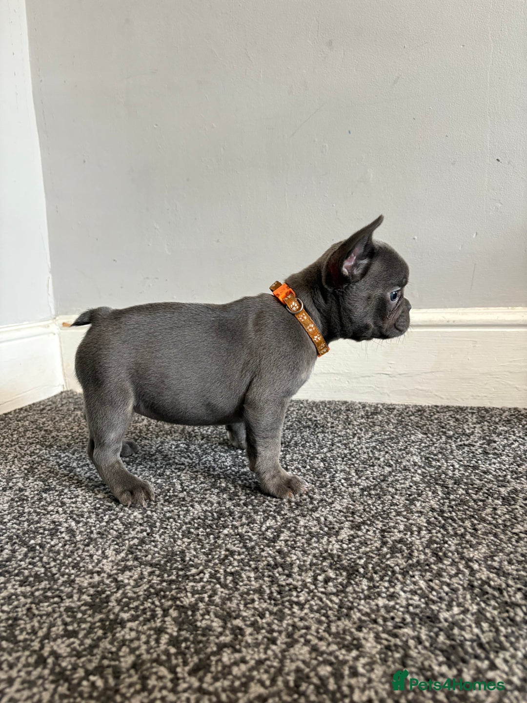 French Bulldog dogs for sale: French bulldog females puppies - Image 5