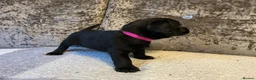 Mixed Breed dogs for sale: Cocker jacks - Advert 10