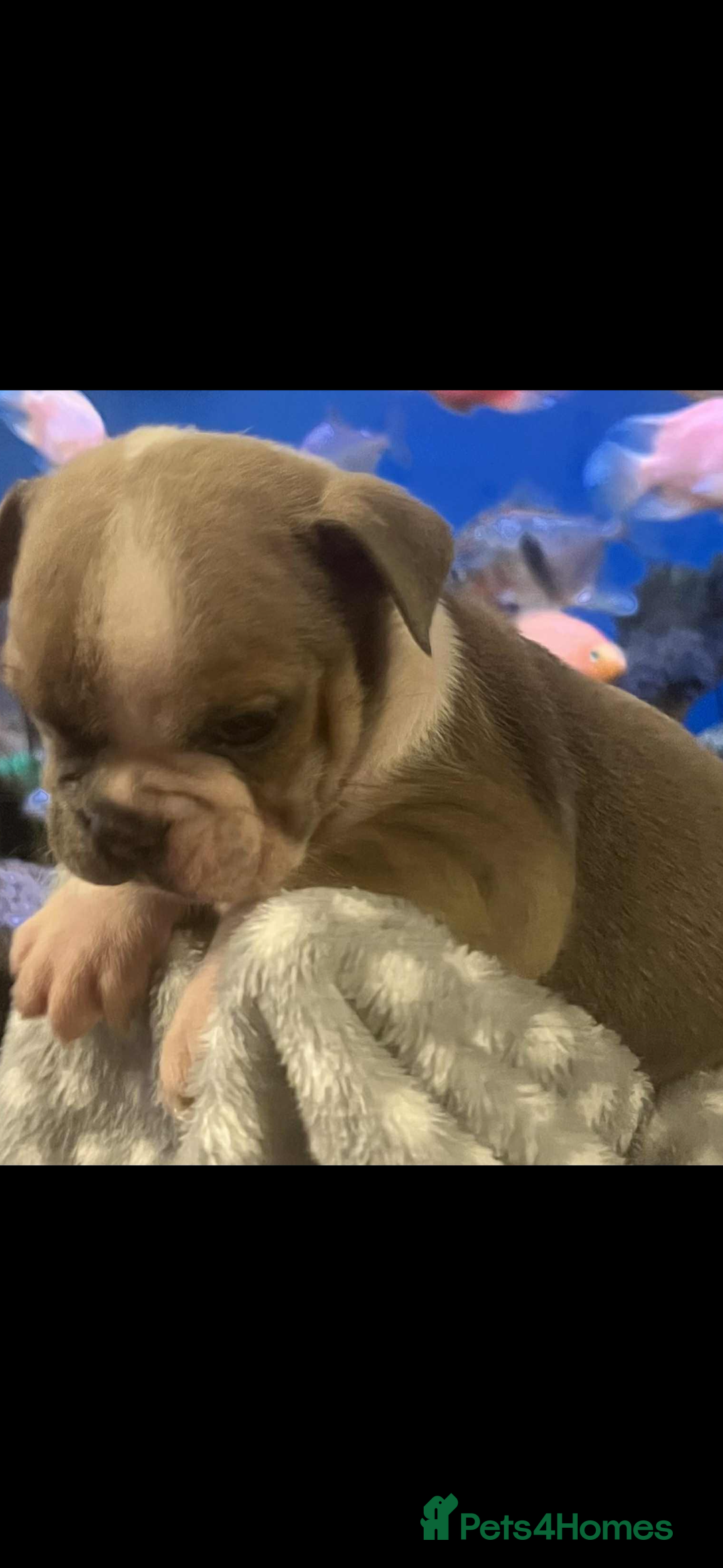 Mixed Breed dogs for sale: English Bulldog/ Olde English Bulldog - Advert 3