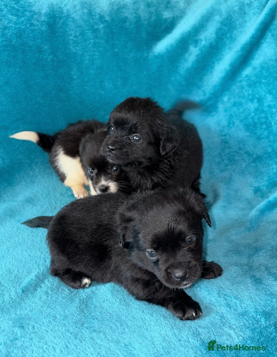 Mixed Breed dogs for sale: 3 CockerJack x Pomeranian Puppies - Advert 2