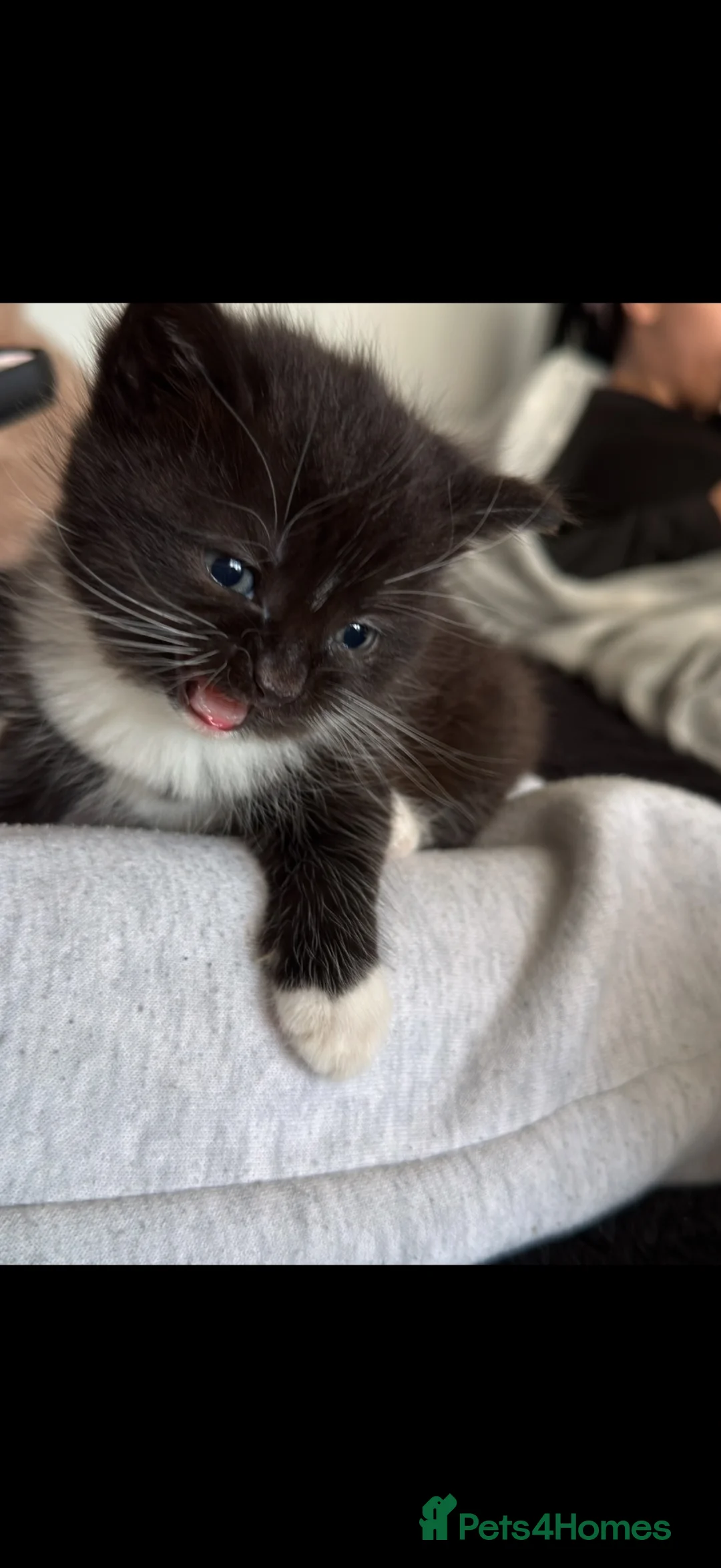 Mixed Breed cats for sale: Fluffy Kittens Looking for Forever Homes! 🐾 - Advert 2