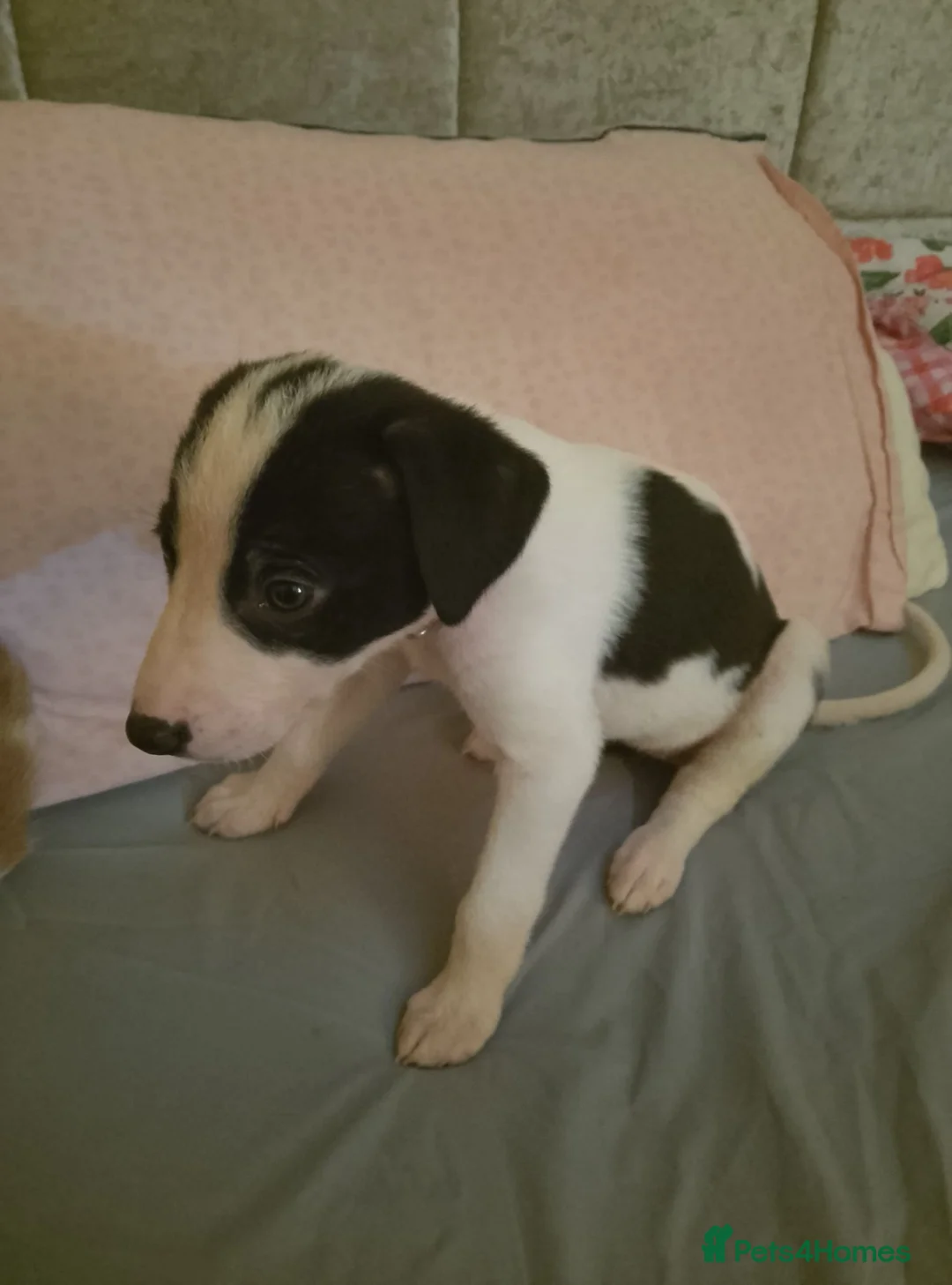Greyhound dogs for sale: Greyhound for sale - Advert 2