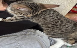 Mixed Breed cats for sale: Biscuit  - Image 4