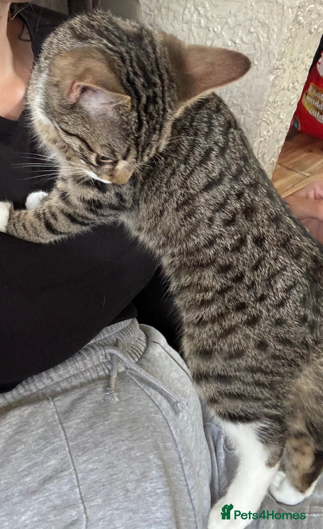 Mixed Breed cats for sale: Biscuit  - Image 4