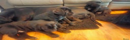 Cane Corso dogs for sale: Cane Corso XL Boy 22/12/2025 - Advert 13
