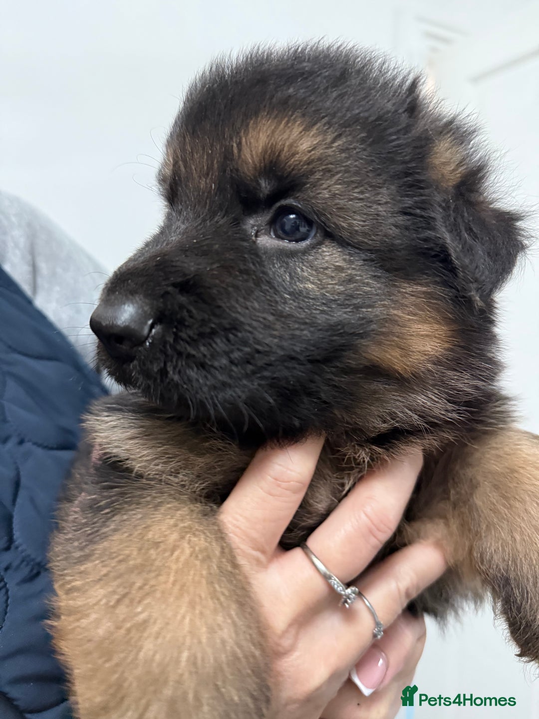 German Shepherd dogs for sale: KC GSD long coat.  Fantastic bloodlines.  - Advert 37