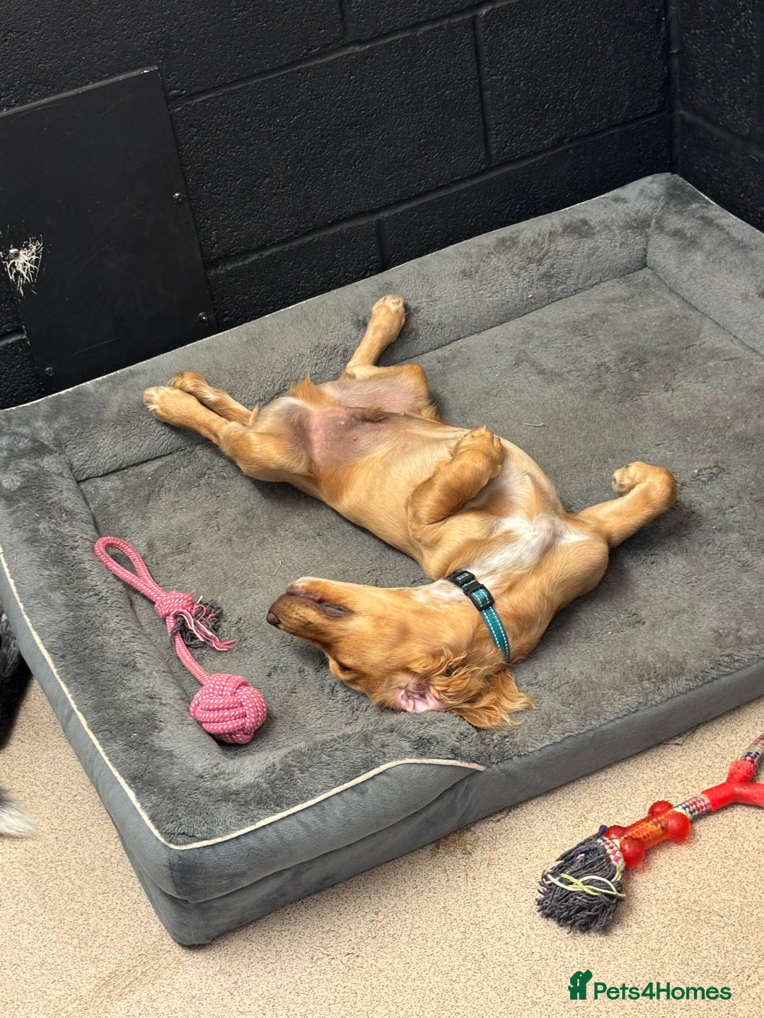 Cocker Spaniel dogs for sale: Male Working Cocker Spaniel - Advert 5