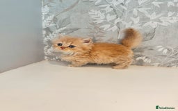 Munchkin cats for sale: 2 tiny legged rug hugger Persian munchkins - Image 17