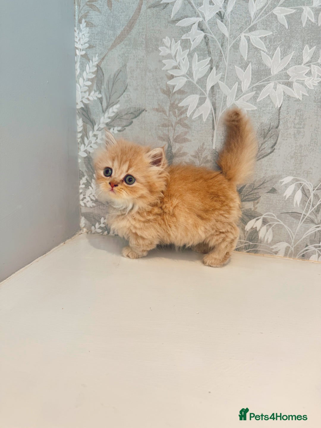 Munchkin cats for sale: 2 tiny legged rug hugger Persian munchkins - Image 17