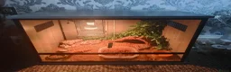 Gecko reptiles for sale: Gecko and full vivarium setup in Wigan - Advert 2