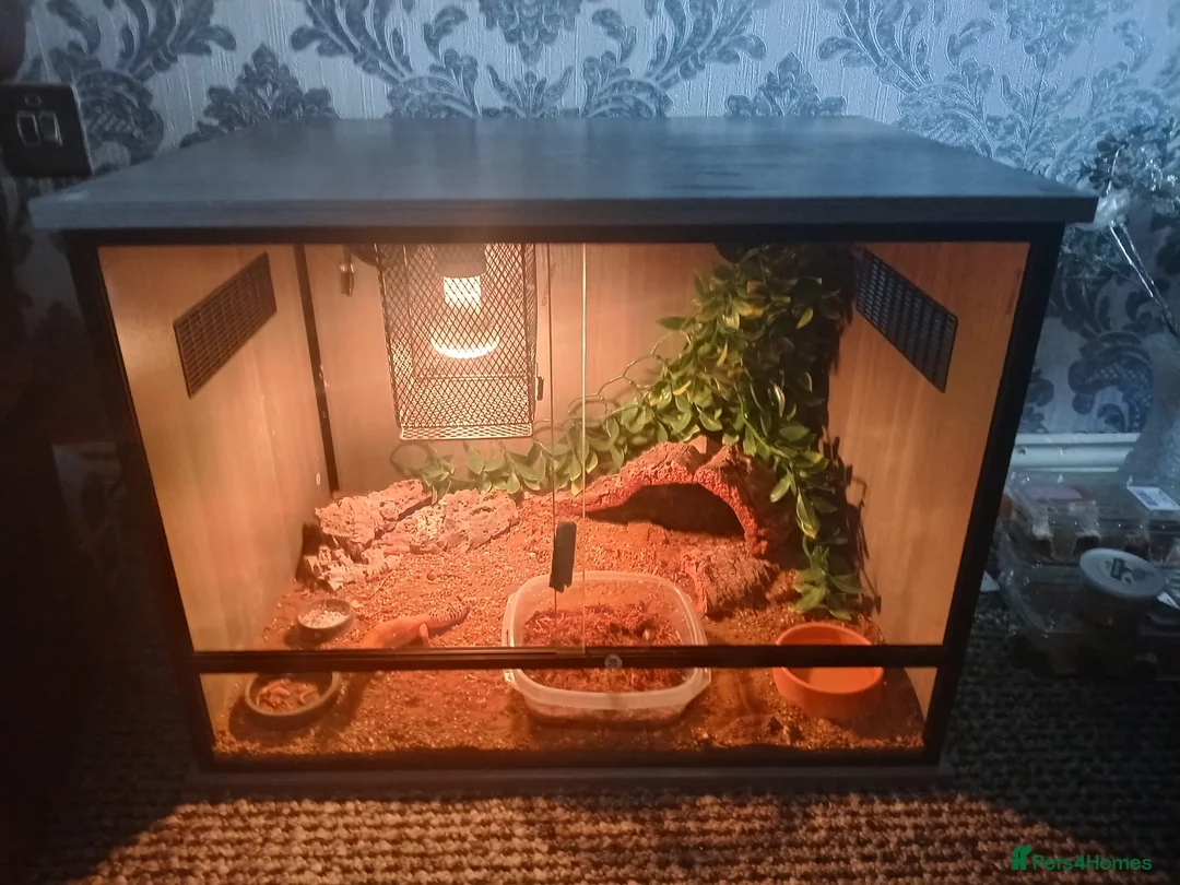 Gecko reptiles for sale: Gecko and full vivarium setup in Wigan - Advert 2