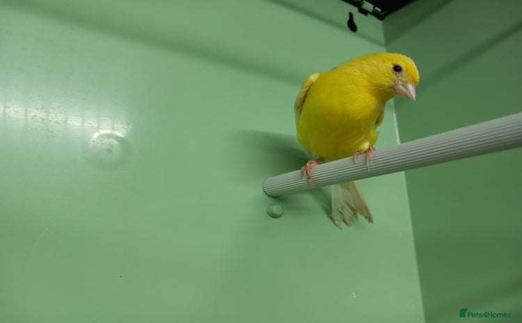 Canaries birds - Advert 12