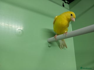 Canaries birds - Advert 1