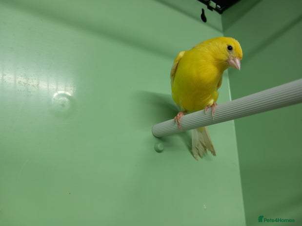 Canaries birds - Advert 12