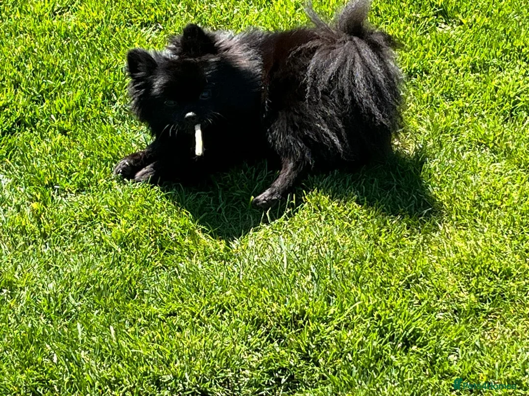 Pomeranian dogs for sale: Pominarian  - Advert 6