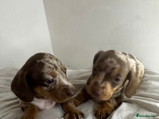 Miniature Dachshund dogs 6 Miniature Dachshund babies - Advert 13