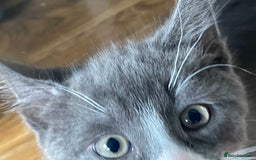 Domestic Shorthair cats for sale: Adorable Grey & White Kitten Looking for a home. - Image 7