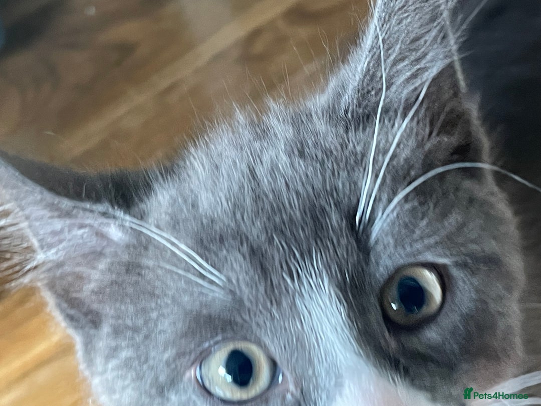 Domestic Shorthair cats for sale: Adorable Grey & White Kitten Looking for a home. - Image 7