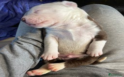 Mixed Breed dogs for sale: 4 beautiful American bully cross staffy puppies - Image 25