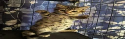 Bengal cats for sale: Last stunning girl beautiful natured bengal cross  - Advert 22
