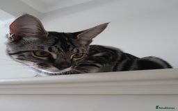 Savannah cats for sale: Full Pedigree & TICA Reg Marble Savannah Kitten - Image 9