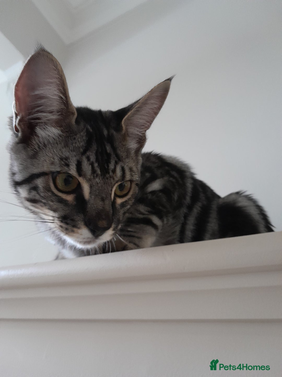 Savannah cats for sale: Full Pedigree & TICA Reg Marble Savannah Kitten - Image 9