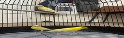 Canaries birds for sale: 3 yellow canaries /read the description - Advert 2