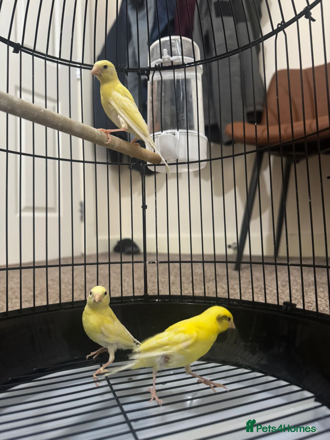 Canaries birds for sale: 3 yellow canaries /read the description - Advert 2