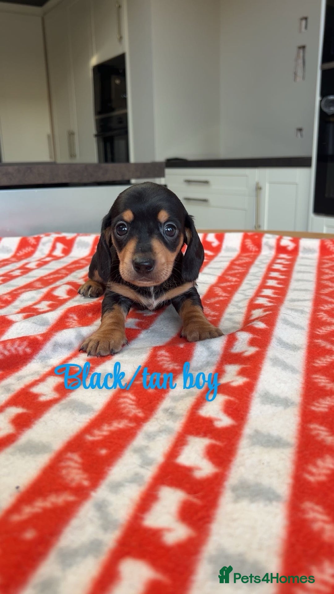 Miniature Dachshund dogs for sale: ***mini dachshunds *** - Advert 6