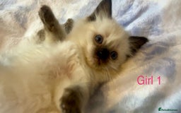 Ragdoll cats for sale: Pure Ragdoll Kittens - Image 6