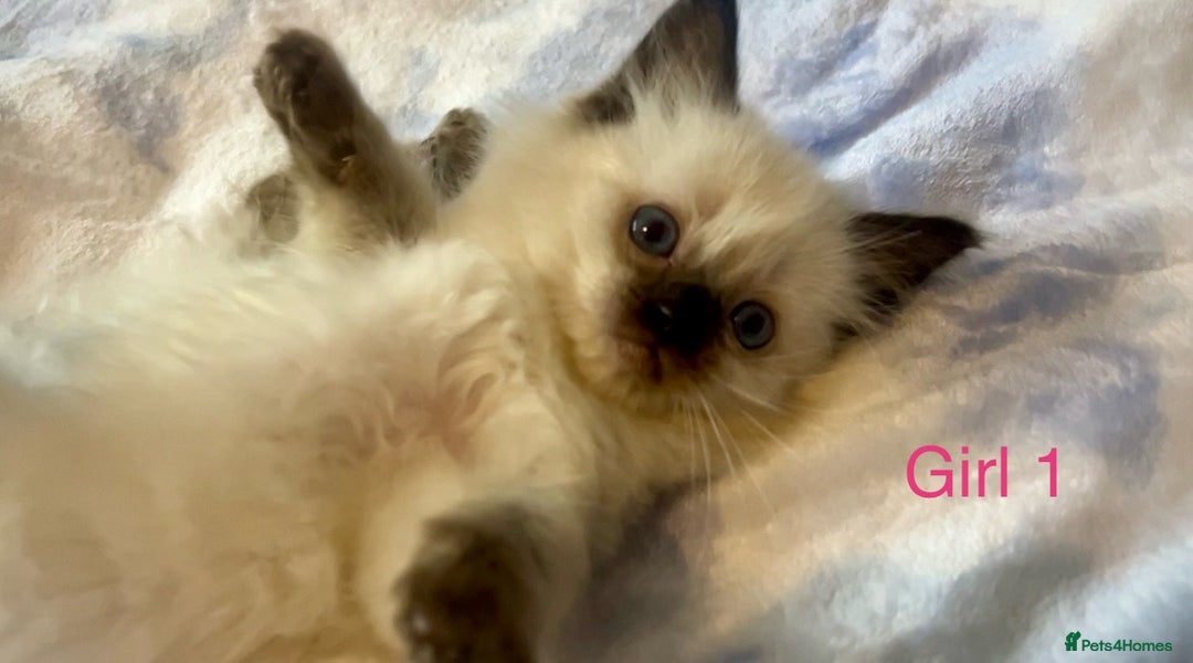 Ragdoll cats for sale: Pure Ragdoll Kittens - Image 6