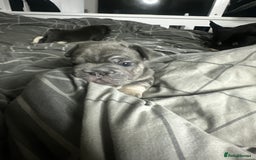 French Bulldog dogs for sale: BIG ROPE FRENCH BULLDOGS - Advert 4