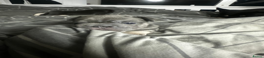 French Bulldog Puppy 2