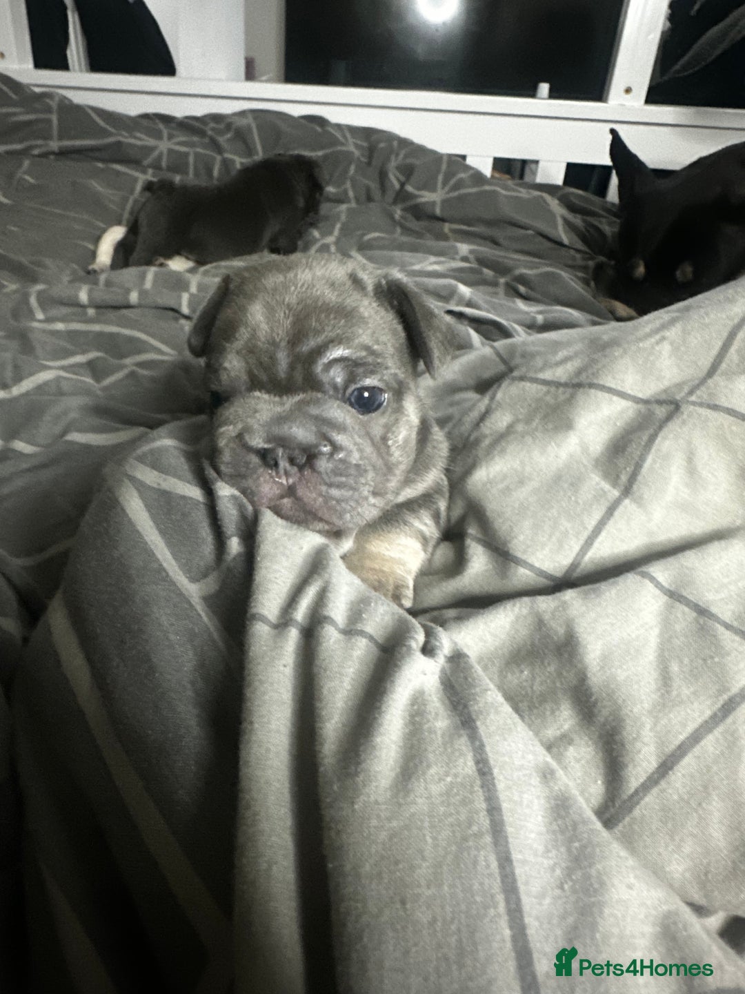French Bulldog dogs for sale: BIG ROPE FRENCH BULLDOGS - Advert 4
