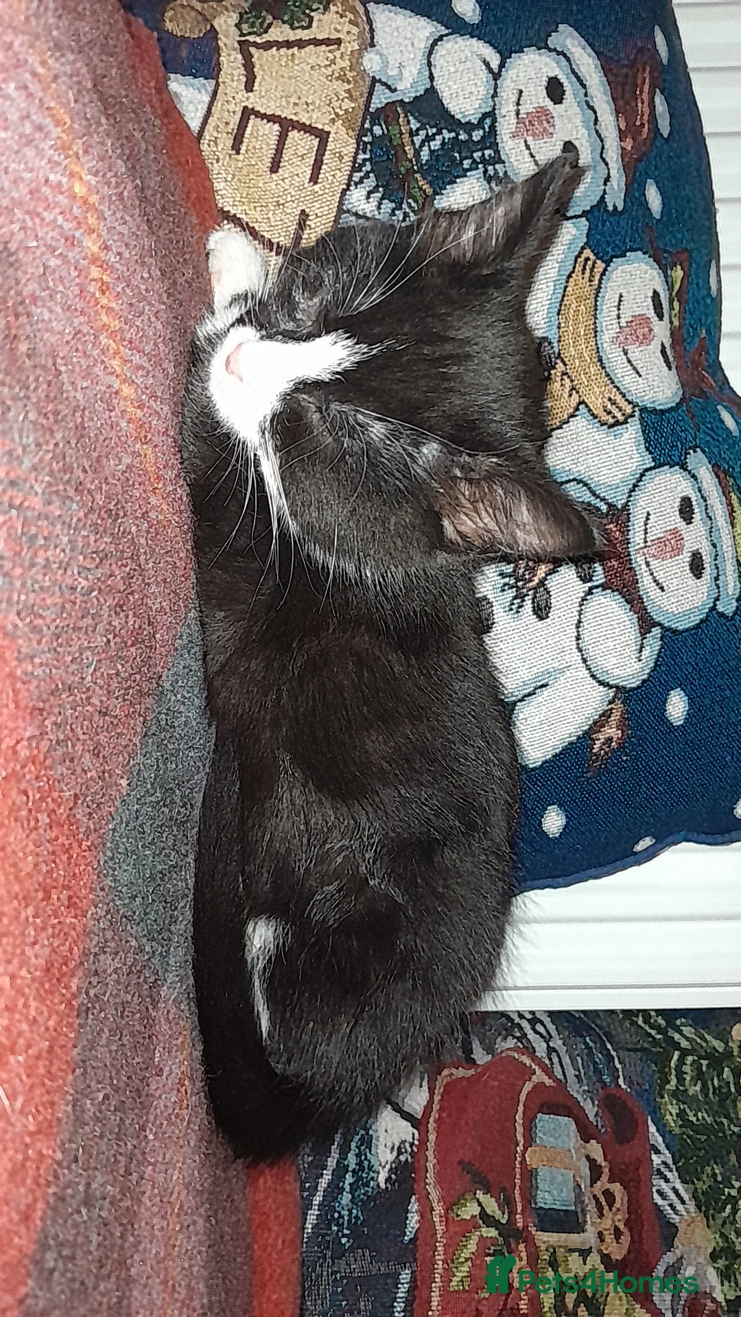 Mixed Breed cats for sale: Male kittens - Advert 4