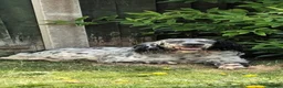 English Setter dogs for adoption: Senda  - Advert 1