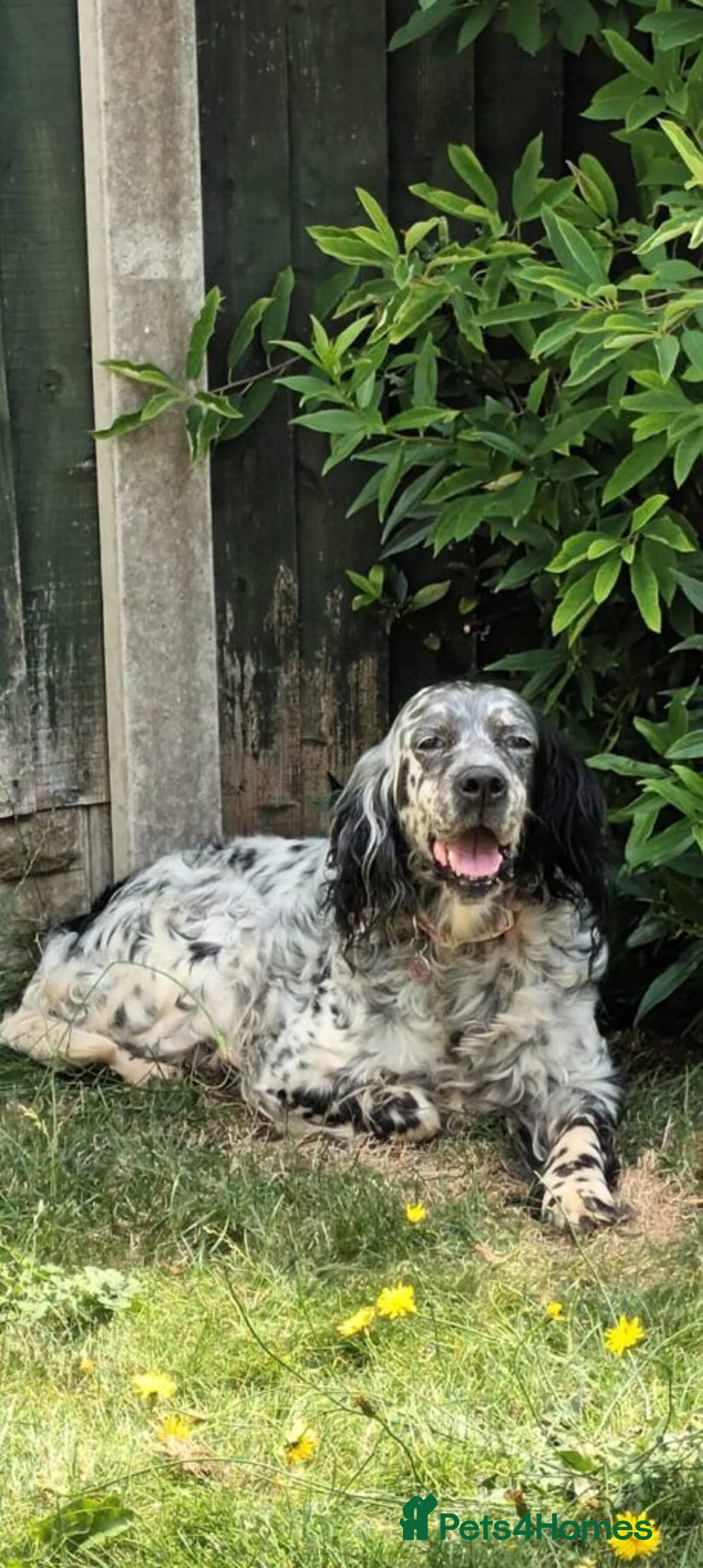 English Setter dogs for adoption: Senda  - Advert 1