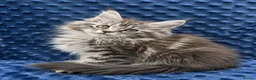 Maine Coon cats for sale:     Maine Coon Kittens | DNA Tested | TICAPedigree - Advert 3