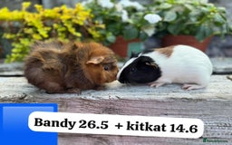 Guinea Pig rodents for sale: Baby guinea pigs ready now. Sheffield - Image 12