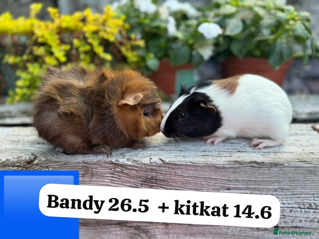 Guinea Pig rodents for sale: Baby guinea pigs ready now. Sheffield - Image 12