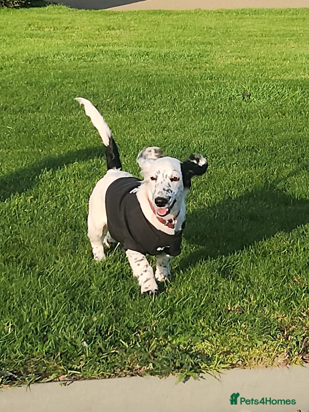 Dachshund dogs for sale: Last piebold black and white Dachshund Puppy  - Advert 15