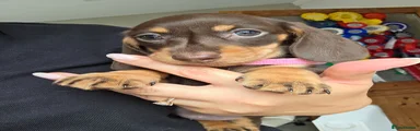 Miniature Dachshund Puppy 3