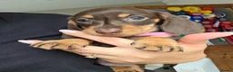 Miniature Dachshund dogs for sale: Miniature Dachshund - Advert 18