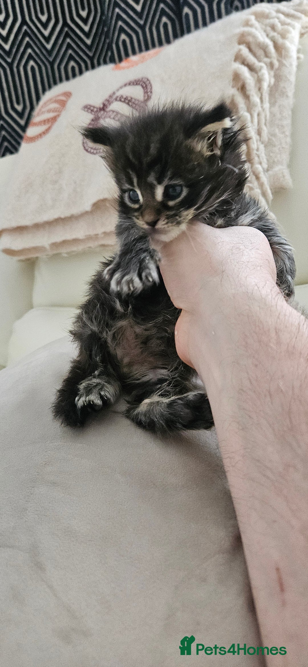 Maine Coon cats for sale: Giants TICA and GCCF Maine Coon registered  - Advert 8